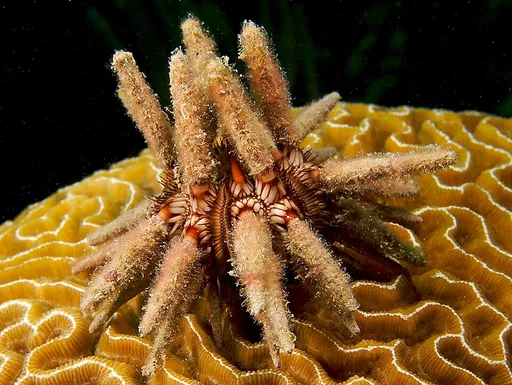 Slate Pencil Urchin (Eucidaris tribuloides)