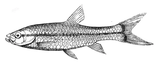 Slender rasbora (Rasbora daniconius)