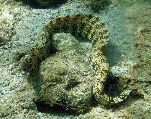 Snowflake Eel (Echidna nebulosa)