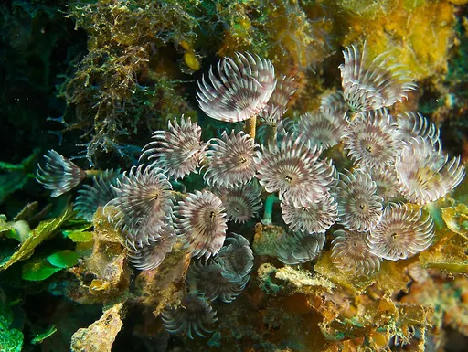 Social Feather Duster (Bispira brunnea)