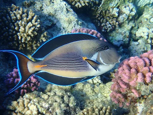 Sohal Tang (Acanthurus sohal)