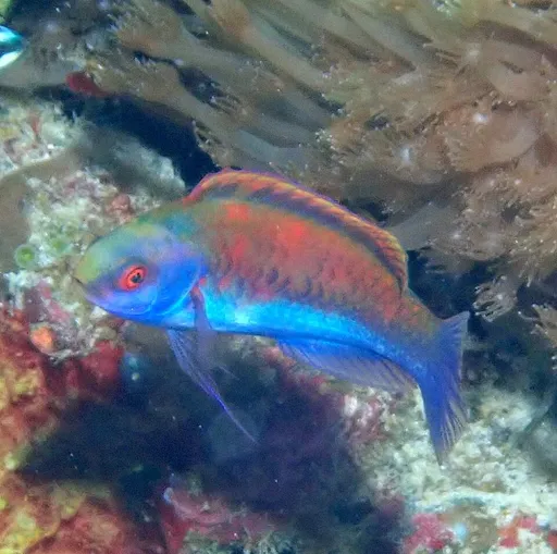 Solar Fairy Wrasse (Cirrhilabrus solorensis)