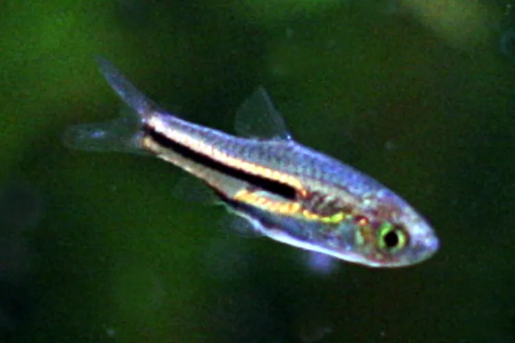 Somphongs's rasbora (Trigonostigma somphongsi)