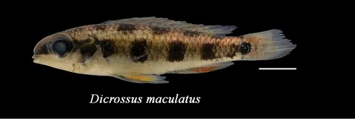 Spadetail checkerboard cichlid (Dicrossus maculatus)