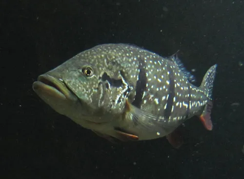 Speckled peacock bass (Cichla temensis)