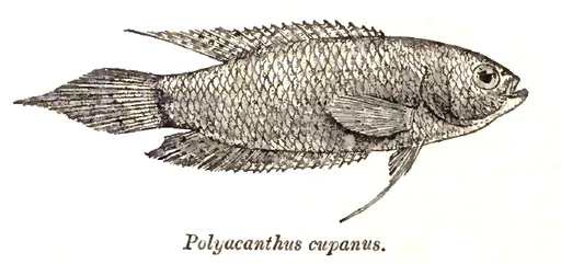 Spiketail paradisefish (Pseudosphromenus cupanus)