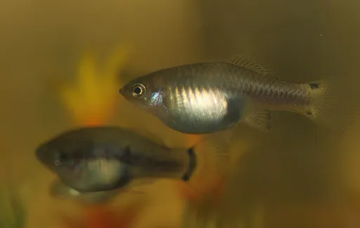 Spiketail platy (Xiphophorus xiphidium)