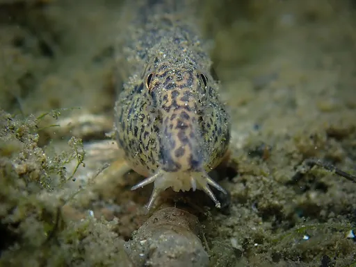 Spined loach (Cobitis taenia)