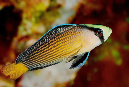 Splendid Dottyback (Manonichthys splendens)