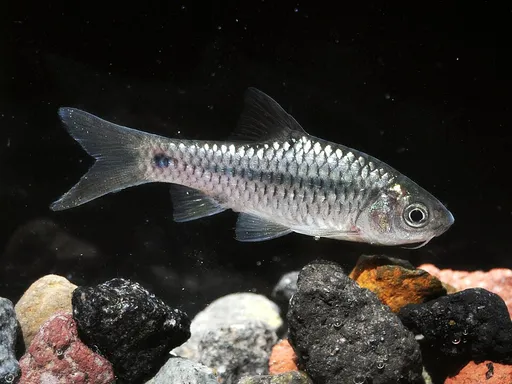 Spotted barb (Barbodes binotatus)