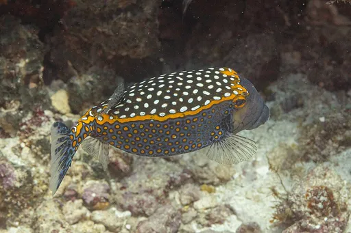 Spotted boxfish (Ostracion meleagris)