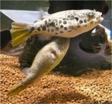 Spotted Congo puffer (Tetraodon schoutedeni)