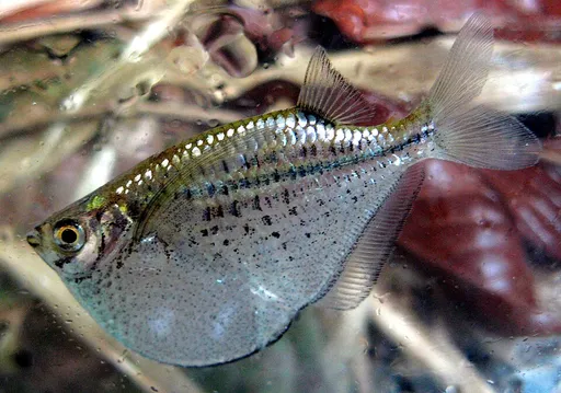 Spotted hatchetfish (Gasteropelecus maculatus)