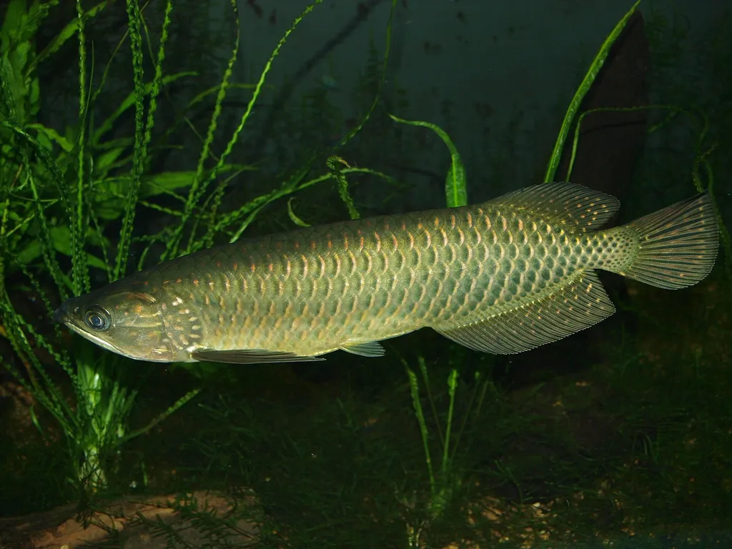 Spotted saratoga (Scleropages leichardti)