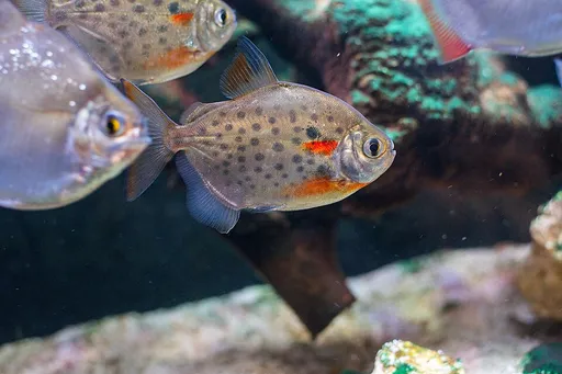 Spotted silver dollar (Metynnis lippincottianus)