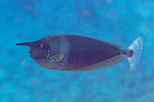 Spotted Unicornfish (Naso brevirostris)