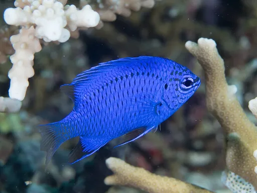 Springer's Damsel (Chrysiptera springeri)