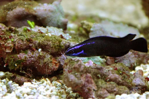 Springer's Dottyback (Pseudochromis springeri)