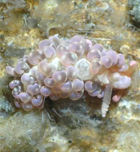 Spurilla Nudibranch (Spurilla neapolitana)