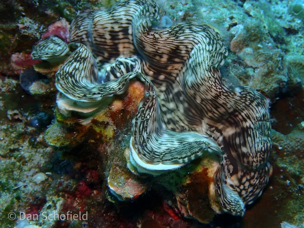 Squamosa Clam (Tridacna squamosa)