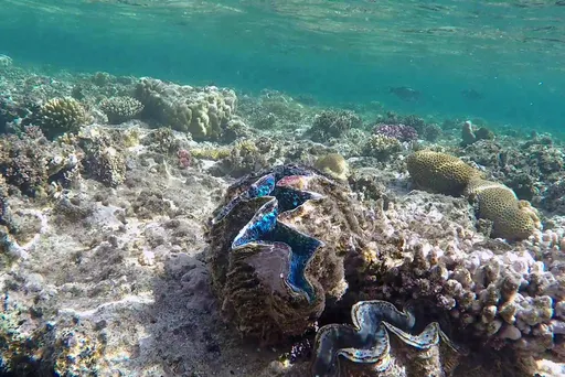 Squamosina Clam (Tridacna squamosina)
