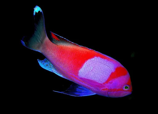 Square Anthias (Pseudanthias pleurotaenia)