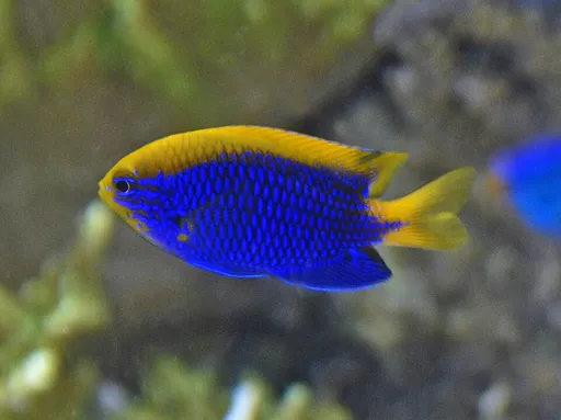 Starck's Damsel (Chrysiptera starcki)