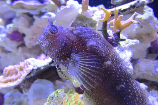 Starry Blenny (Salarias ramosus)