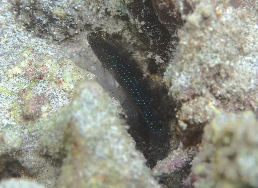 Starry Goby (Asterropteryx semipunctata)