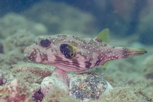 Stars-and-Stripes Puffer (Arothron hispidus)