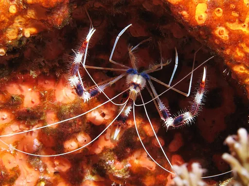 Coral Banded Shrimp (Stenopus hispidus)