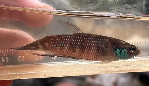 Stigmosa betta (Betta stigmosa)
