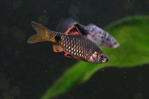 Stoliczka's barb (Pethia stoliczkana)