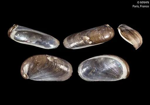 Stomatella Snail (Stomatella varia)