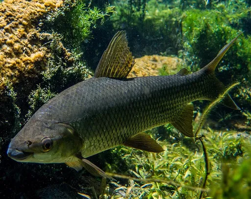 Streaked prochilodus (Prochilodus lineatus)