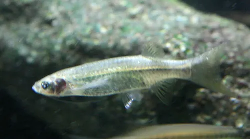 Striped flying barb (Esomus metallicus)