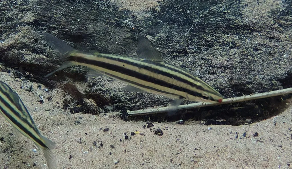 Striped leporinus (Brevidens striatus)