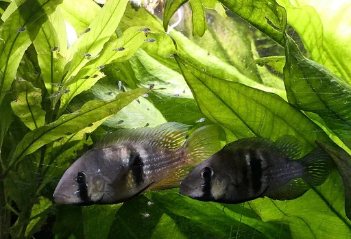 Stripefin eartheater (Gymnogeophagus rhabdotus)