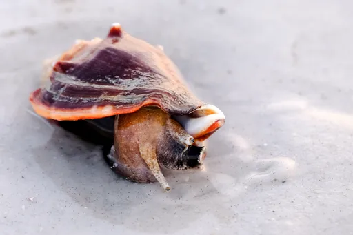 Fighting Conch (Strombus alatus)