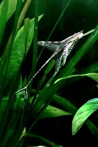 Giant whiptail catfish (Sturisomatichthys aureus)