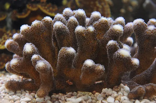 Cat's Paw Coral (Stylophora pistillata)