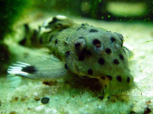 Sultan Pleco (L264) (Leporacanthicus joselimai)