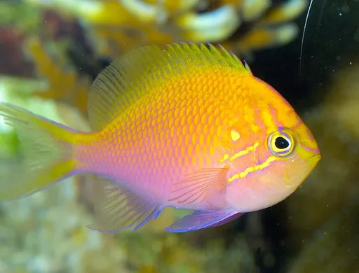 Sunburst Anthias (Serranocirrhitus latus)