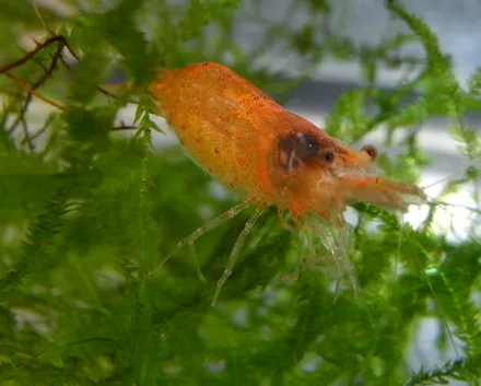 Sunkist shrimp (Caridina thambipillai)