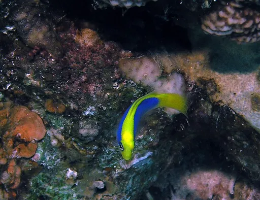 Sunrise Dottyback (Pseudochromis flavivertex)