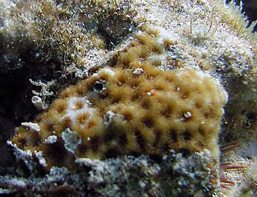 Sunset Coral (Leptastrea)