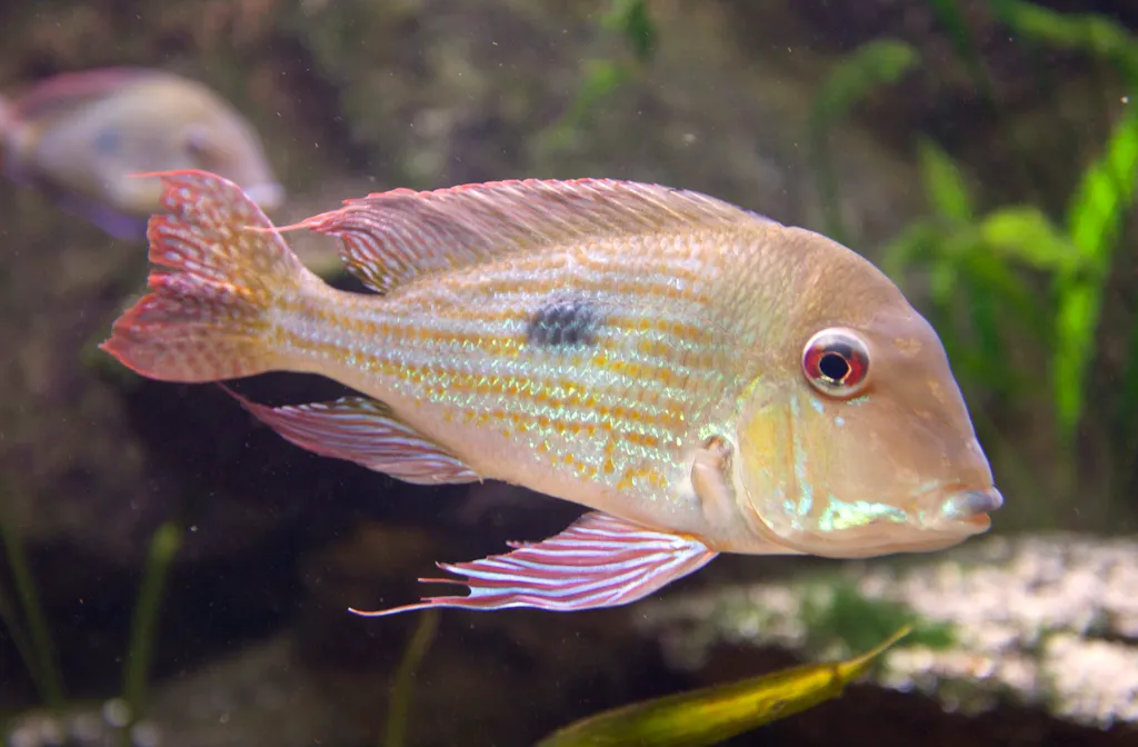 Suriname eartheater (Geophagus surinamensis)