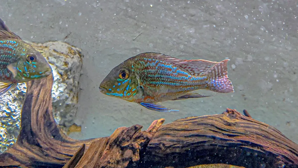 Sveni eartheater (Geophagus sveni)