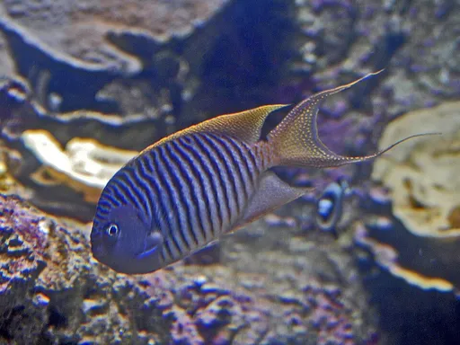 Swallowtail Angelfish (Genicanthus melanospilos)