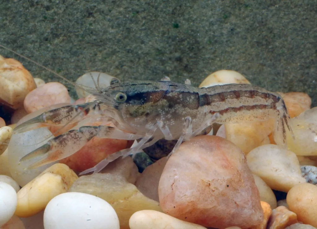 Swamp dwarf crayfish (Cambarellus puer)